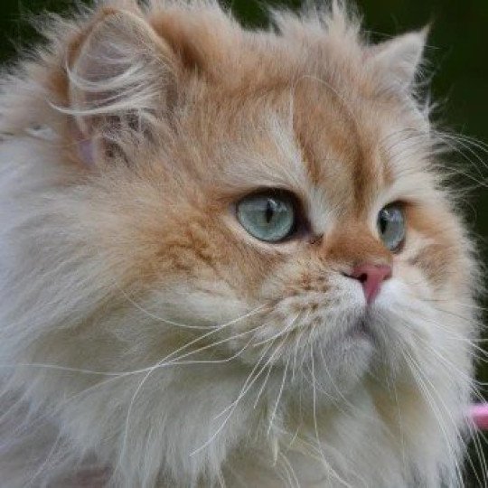 SAVUROSE VOGUE AMON SAVUROSE VOGUE Mâle British Longhair