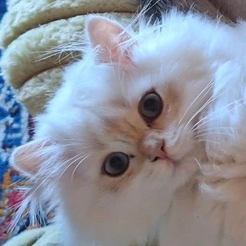 chat British Longhair ANOUCHKA Chatterie des Petits Maîtres du Manoir