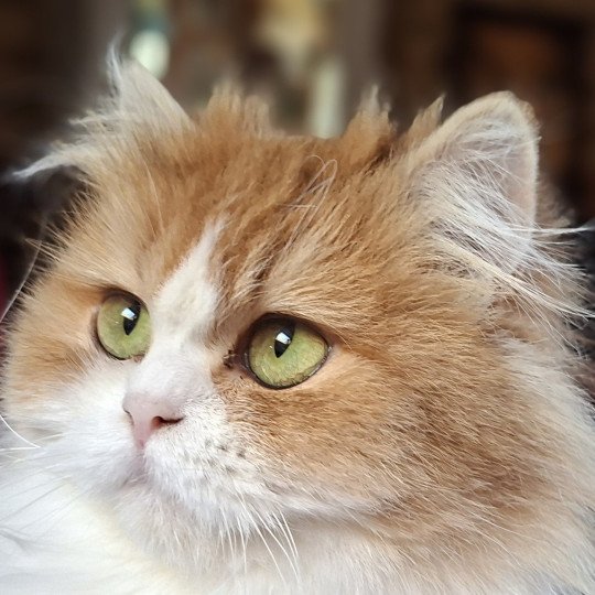 SHINING de LEAF GORGEOUS Femelle British Longhair