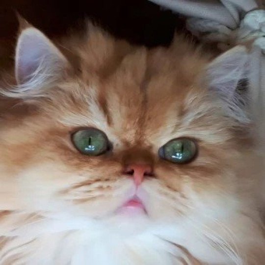 VAÏTEA ARISTOBRITS Femelle British Longhair