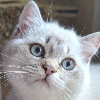 chat British Shorthair seal golden shaded point AKITA de l’EDEN ARGENTE Chatterie des Petits Maîtres du Manoir