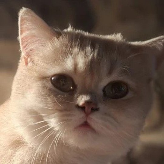 Yuna des Aristobrits Des Petits Maîtres Femelle British Shorthair