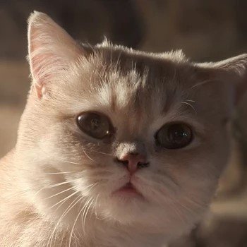 chat British Shorthair lilac golden shell Yuna des Aristobrits Chatterie des Petits Maîtres du Manoir